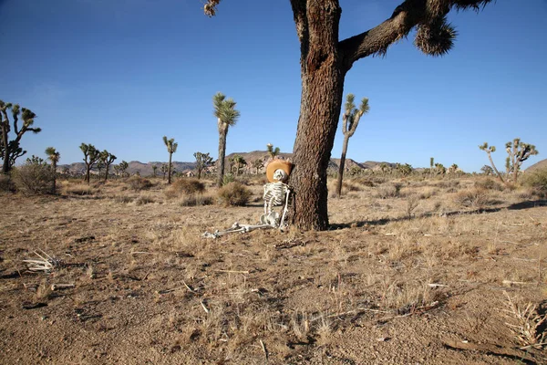 Escena Del Crimen Senderista Perdido Esqueleto Perdido Desierto Esqueleto Yace —  Fotos de Stock