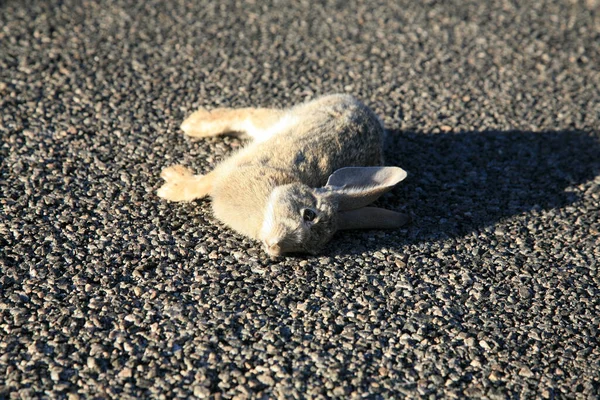 Rabbit. Dead Rabbit. Dead Bunny. Road Kill. Close-up of a dead rabbit run over on a road. Dead Rabbit hit by a car and laying in a road. Hare roadkill on paved road. Animal was hit at head level, but still has ears sticking up.