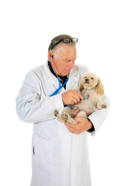 獣医師は小さな犬を調べます 専門の獣医の医者は聴診器を使用して小さい犬の品種を検査する 獣医師は獣医の診療所で働いている 獣医師室での犬の診察 確認しろ 小犬健康診断 — ストック写真