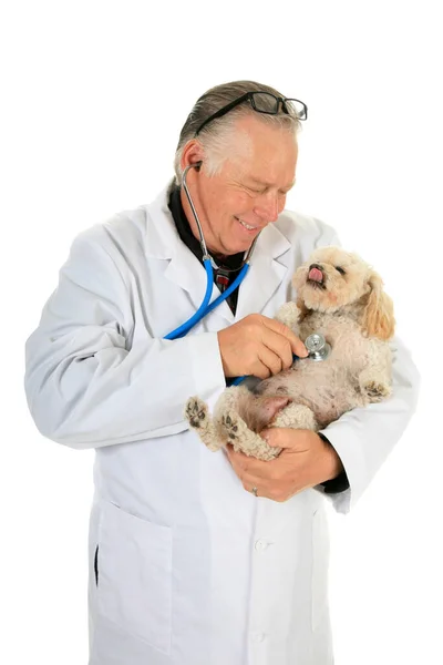 Vétérinaire Examine Petit Chien Médecin Vétérinaire Professionnel Examine Une Petite — Photo