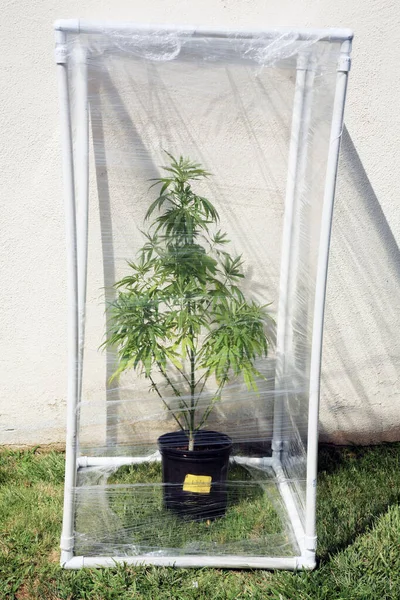 Planta Marihuana Planta Cannabis Cannabis Sativa Cultivada Casa Cannabis Indica — Foto de Stock