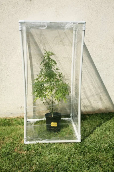 Planta Marihuana Planta Cannabis Cannabis Sativa Cultivada Casa Cannabis Indica — Foto de Stock