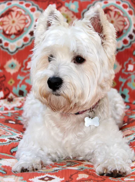 Dog West Highland Terrier Dog Photo Shoot Pet Portrait Cute — ストック写真