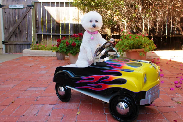 Dog. Bichon Frise Dog. Bichon Frise in a Pedal Car. Fifi the World Famous Bichon Frise Dog enjoys a day out riding around in her Pedal Car. Dog in Taxi Pedal Car. A Bichon Frise dog drives her yellow Taxi Pedal Car. Driving Dog. Dog car ride.