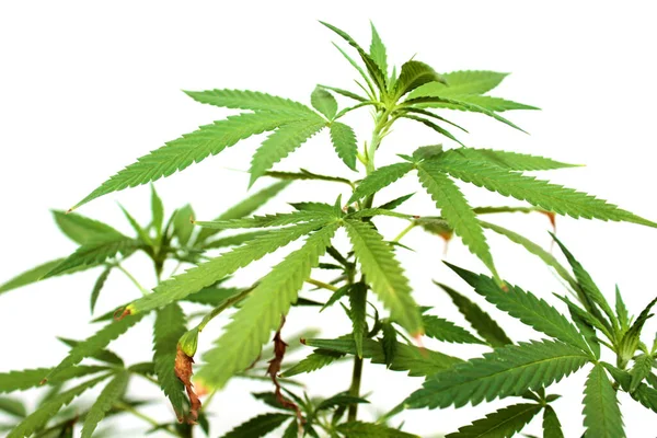 大麻植物 大麻植物 女性大麻指数 女性大麻Sativa 根茎植物 薄荷叶 大麻叶肉 大麻叶 大麻Sativa 花期女性大麻植物的特写 — 图库照片