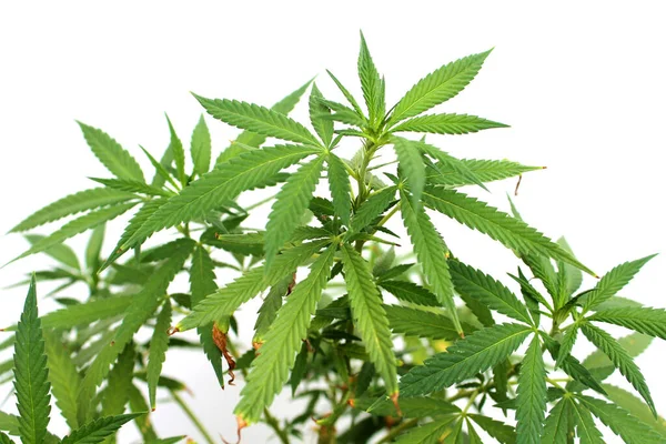 Marijuana Växt Cannabis Växt Kvinnlig Cannabis Indica Kvinnlig Cannabis Sativa — Stockfoto