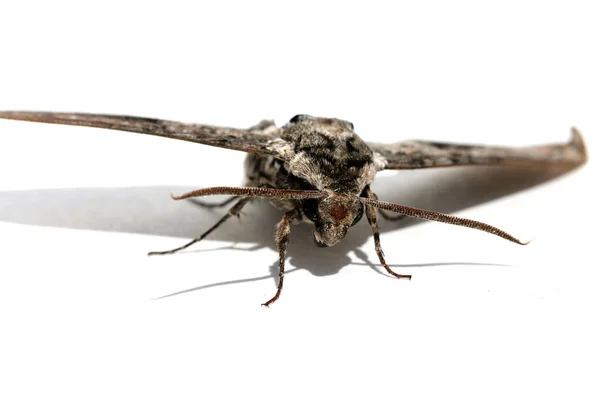 Motte Schmetterling Isoliert Auf Weiß Raum Für Text Schneideweg Insekt — Stockfoto