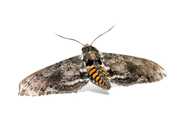 Moth Butterfly Isolated White Room Text Clipping Path Insect Flying — ストック写真