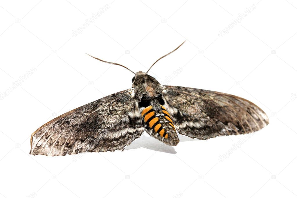 Moth. Butterfly. Isolated on white. Room for text. Clipping Path. Insect. Flying insect. Pollinator. 