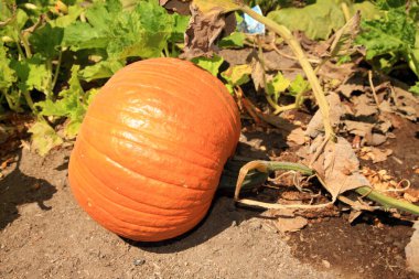 Balkabağım. Balkabağı tarlası. Tarlada büyüyen balkabakları. Balkabağı Çiftliği. Satılık balkabakları. Balkabağı. Balkabağı tarlasında satılık balkabakları. Cadılar Bayramı ve Sonbahar Balkabakları çiftçi pazarında satılmak üzere birbirlerine yığıldılar. Turuncu Balkabağı. Balkabağı Çiftliği. 