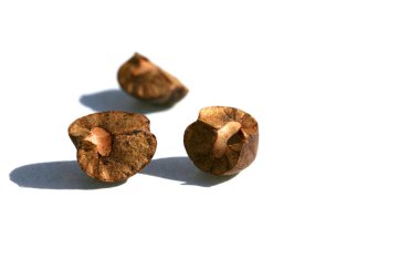 Meksika zıplayan fasulyeleri. Sıçrayan Fasulye. Beyazda izole edilmiş. Mesaj için yer var. Kesme Yolu. 