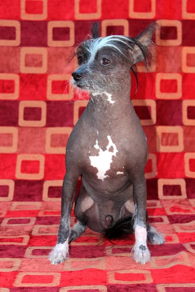 Chinese Hairless Dog Hairless Dog Chinese Crested Dog Dog Pet — Stockfoto