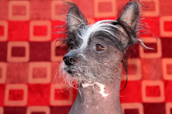 Chinese Hairless Dog Hairless Dog Chinese Crested Dog Dog Pet — Stockfoto