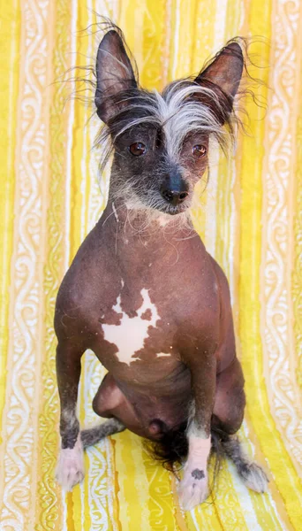 Chinese Hairless Dog Hairless Dog Chinese Crested Dog Dog Pet — Stockfoto