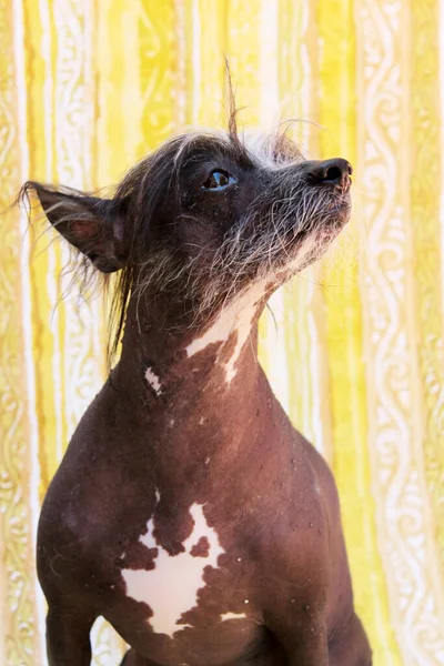 Cane Senza Peli Cinese Cane Senza Peli Cane Cacciato Cinese — Foto Stock