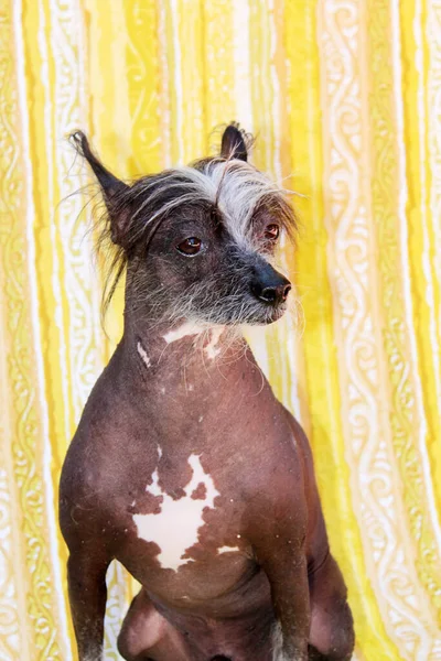 Chinese Hairless Dog Hairless Dog Chinese Crested Dog Dog Pet — Stockfoto