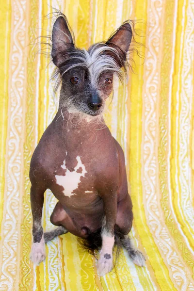 Chinese Hairless Dog Hairless Dog Chinese Crested Dog Dog Pet — Stockfoto