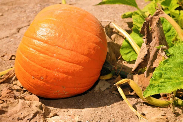 Pumpa Pumpan Patch Pumpa Som Växer Ett Fält Pumpa Gården — Stockfoto