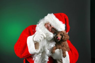 Noel zamanı. Noel Baba 'nın köpeği var. Noel Baba bir fotoğraf için kaniş köpeğini tutuyor. Mutlu Noeller..