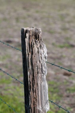 Çit direği. Dikenli telli Old Fence Post. Tahta Post. Paslı dikenli telli eski ahşap çitler. Kırsal yolun yanında bir çit. Klasik görünüm. Çitin çevresindeki ahşap bir direk. Tahta Çit Kurdu Termit Yuttu.  