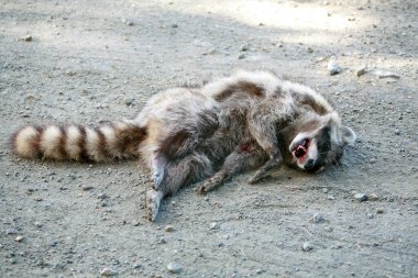 Rakun. Ölü rakun. Yolda ölmüş. Yolun kenarında ölü bir rakun var. Kırsal bir yolda yatan rakun leşi. Sıradan bir rakun. Kuzey Amerika rakunu. Kuzey rakunu. Rakun.