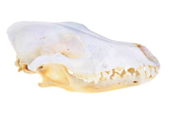 Çakal Kafatası. Hayvan Kafatası. İskelet. Beyazda izole edilmiş. Mesaj için yer var. Kırpma Yolu. Bilgiye sahip bir Çakal Kafatası. Çakal 'ın Kafatası. Canis Latran 'lar. Bir beyazda izole edilmiş. Mesaj için yer var. Çakallar önemli hayvanlardır ve kemirgenleri yerler.. 