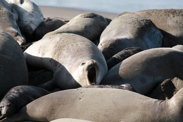 Sigillo Elefante Maschio Femmina Bambino Elephant Seals Godersi Vita Sulla — Foto Stock