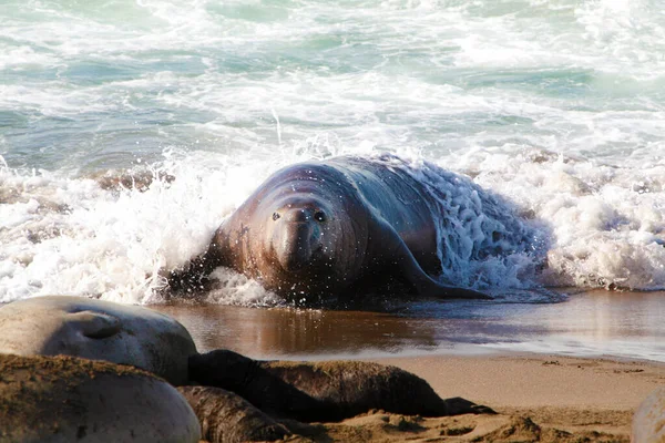 大象的海豹 在加利福尼亚的圣西门海滩上 母象和母象 象海豹享受生活 加利福尼亚海岸上的北象海豹Mirounga Angustirostris — 图库照片