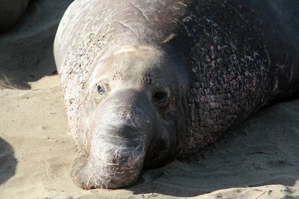 Elefantenrobbe Männchen Weibchen Und Baby Elefantenrobben Genießen Das Leben Strand — Stockfoto