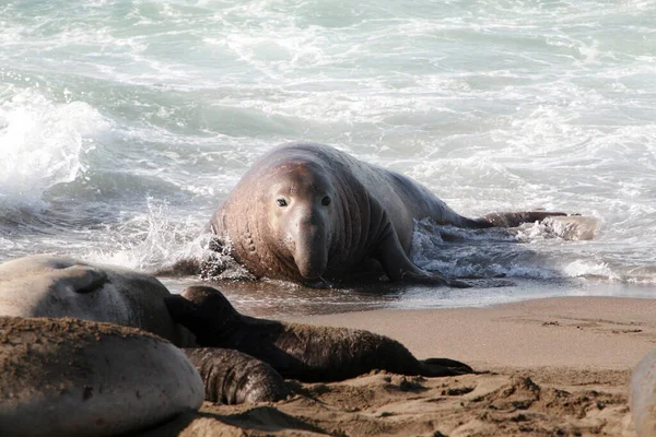 大象的海豹 在加利福尼亚的圣西门海滩上 母象和母象 象海豹享受生活 加利福尼亚海岸上的北象海豹Mirounga Angustirostris — 图库照片