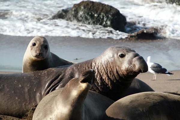 Elefantenrobbe Männchen Weibchen Und Baby Elefantenrobben Genießen Das Leben Strand — Stockfoto