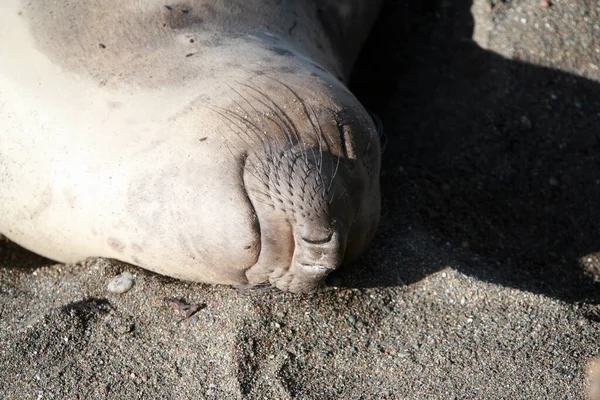 Elefantenrobbe Männchen Weibchen Und Baby Elefantenrobben Genießen Das Leben Strand — Stockfoto