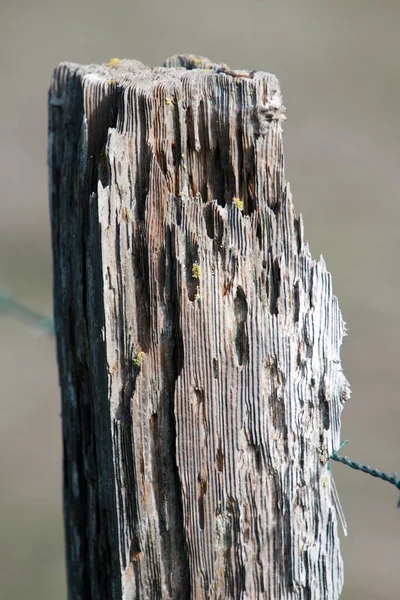 フェンス ポストだ 有刺鉄線付きの古いフェンスのポスト 木製のポスト 錆びた鉄条網の古い木製の柵 農村部の道路の横にフェンス ヴィンテージルック 牧草地のフェンスの周囲に木製のポスト シロアリは木製のフェンスのポストを食べた — ストック写真
