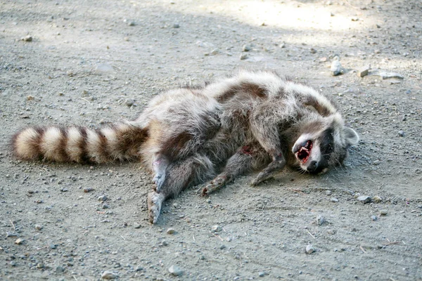 Mapache Mapache Muerto Carretera Matar Mapache Muerto Lado Carretera Mapache —  Fotos de Stock