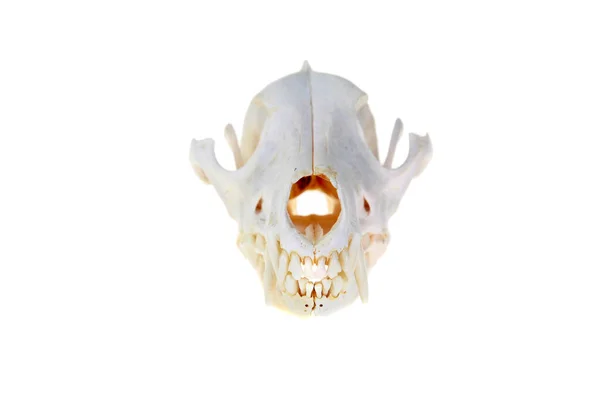 Coyote Skull Animal Skull Skeleton Isolated White Room Text Clipping — Stock Photo, Image