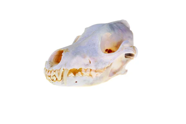 Kojot Skull Animal Skull Kostlivec Izolovaný Bílém Pokoj Pro Text — Stock fotografie