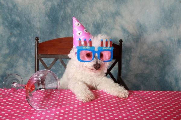 Pies Urodzinowy Pies Psa Rodzinne Zwierzę Zbliżenie Psa Ładny Portret — Zdjęcie stockowe