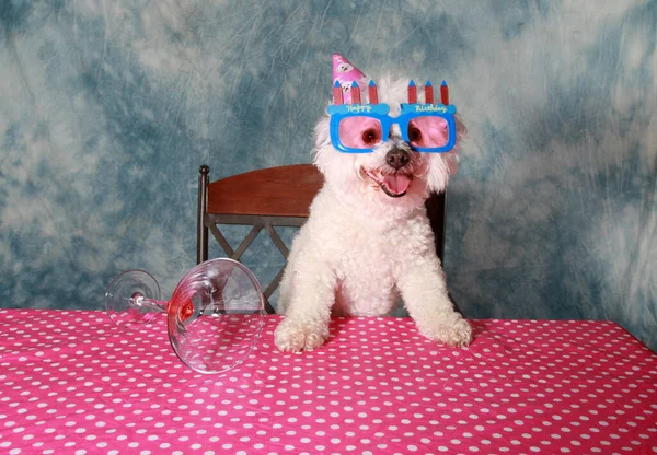 Pies Urodzinowy Pies Psa Rodzinne Zwierzę Zbliżenie Psa Ładny Portret — Zdjęcie stockowe