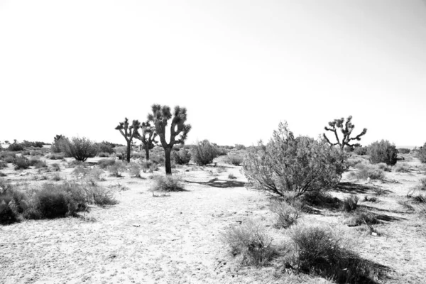 Death Valley Mojave Desert Joshua Trees Surrounded Creosote Bush Arid — Stock Photo, Image