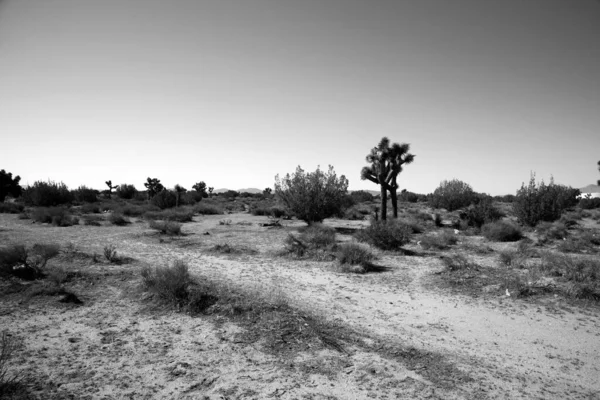 死亡谷莫哈韦沙漠乔舒亚树被克里索特小布什包围着 位于加州莫哈韦沙漠的乔舒亚树林的干旱高原 死亡谷国家公园魔鬼高尔夫球场 死亡谷 干枯的沙漠鼠尾草刷 仙人掌干热的沙子 — 图库照片