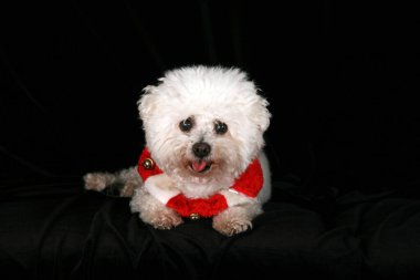Köpek. Bichon Frise Köpeği. Güzel bir Saf Bichon Frise köpeği siyah kadife üzerinde portresi için poz verirken kırmızı ve beyaz Noel kolyesini takar. Noel Köpeği. Noel Yavrusu. Noel Hayvanı. 