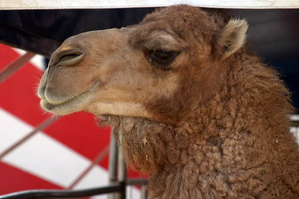 Верблюд Бактрианский Верблюд Camelus Bactrianus Известный Монгольский Верблюд Домашний Бактрианский — стоковое фото