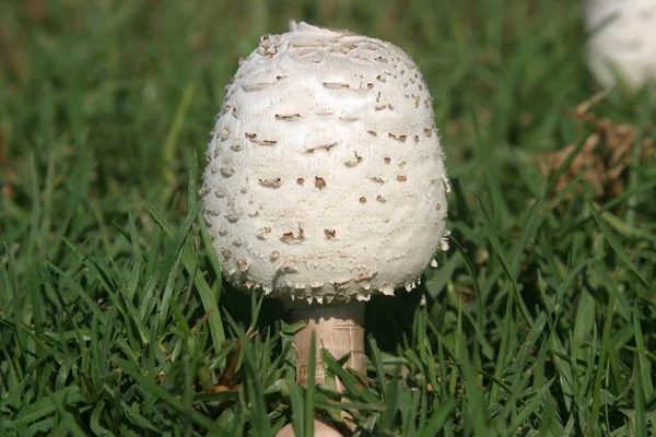 Mushroom Poisonous Mushroom Dangerous Mushroom — Stock fotografie