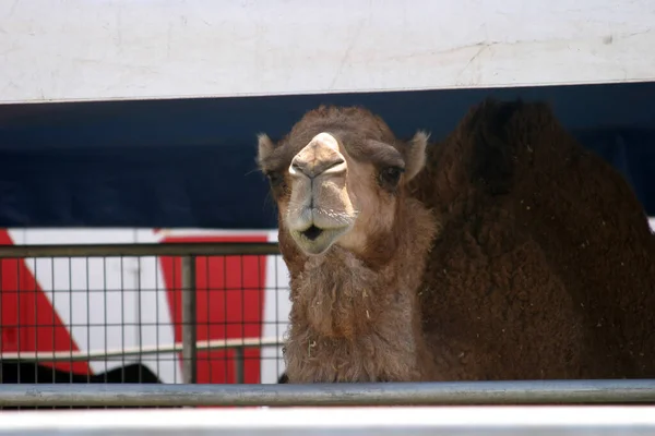 卡梅尔巴曲骆驼 Bactrian Camel Camelus Bactrianus 也被称为蒙古骆驼或国内巴曲骆驼 是一种原产于中亚草原的大型扁平的低趾骆驼 一头骆驼 — 图库照片