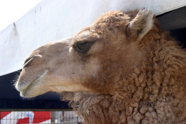 Верблюд Бактрійський Верблюд Camelus Bactrianus Також Відомий Монгольський Верблюд Або — стокове фото