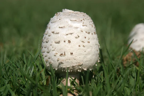 Mushroom Poisonous Mushroom Dangerous Mushroom — Zdjęcie stockowe
