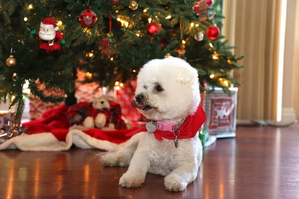 Weihnachten Weihnachten Bichon Frise Weihnachtshund Eine Schöne Bichon Frise Dog — Stockfoto