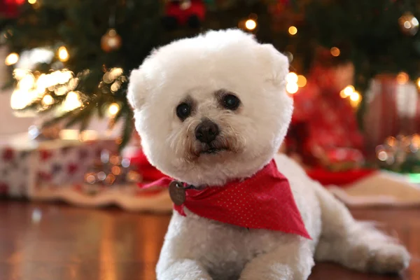 Weihnachten Weihnachten Bichon Frise Weihnachtshund Eine Schöne Bichon Frise Dog — Stockfoto