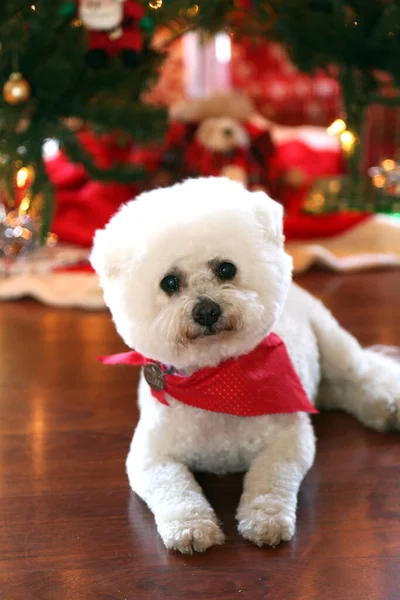Weihnachten Weihnachten Bichon Frise Weihnachtshund Eine Schöne Bichon Frise Dog — Stockfoto