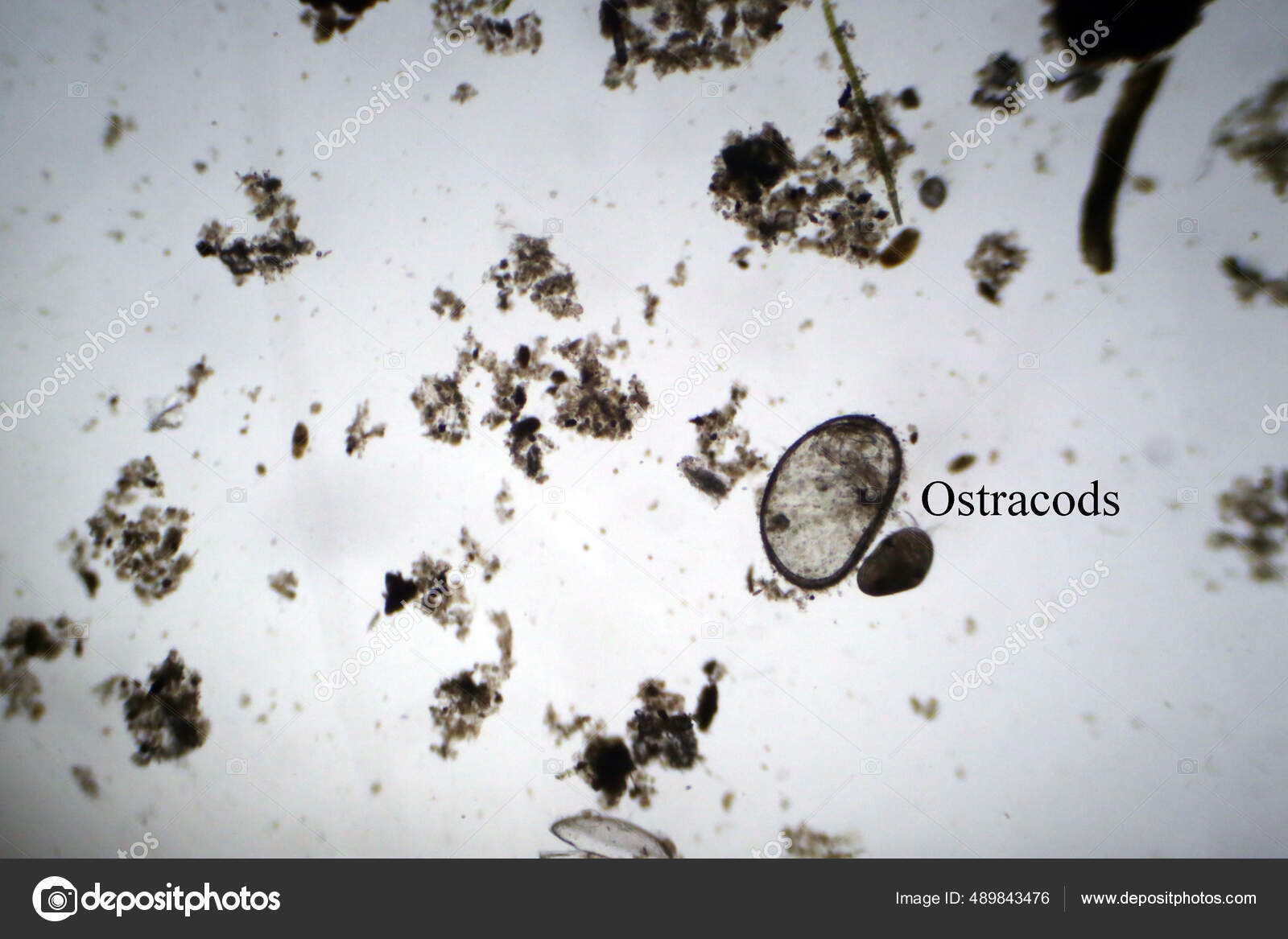 Seed Shrimp Under A Microscope